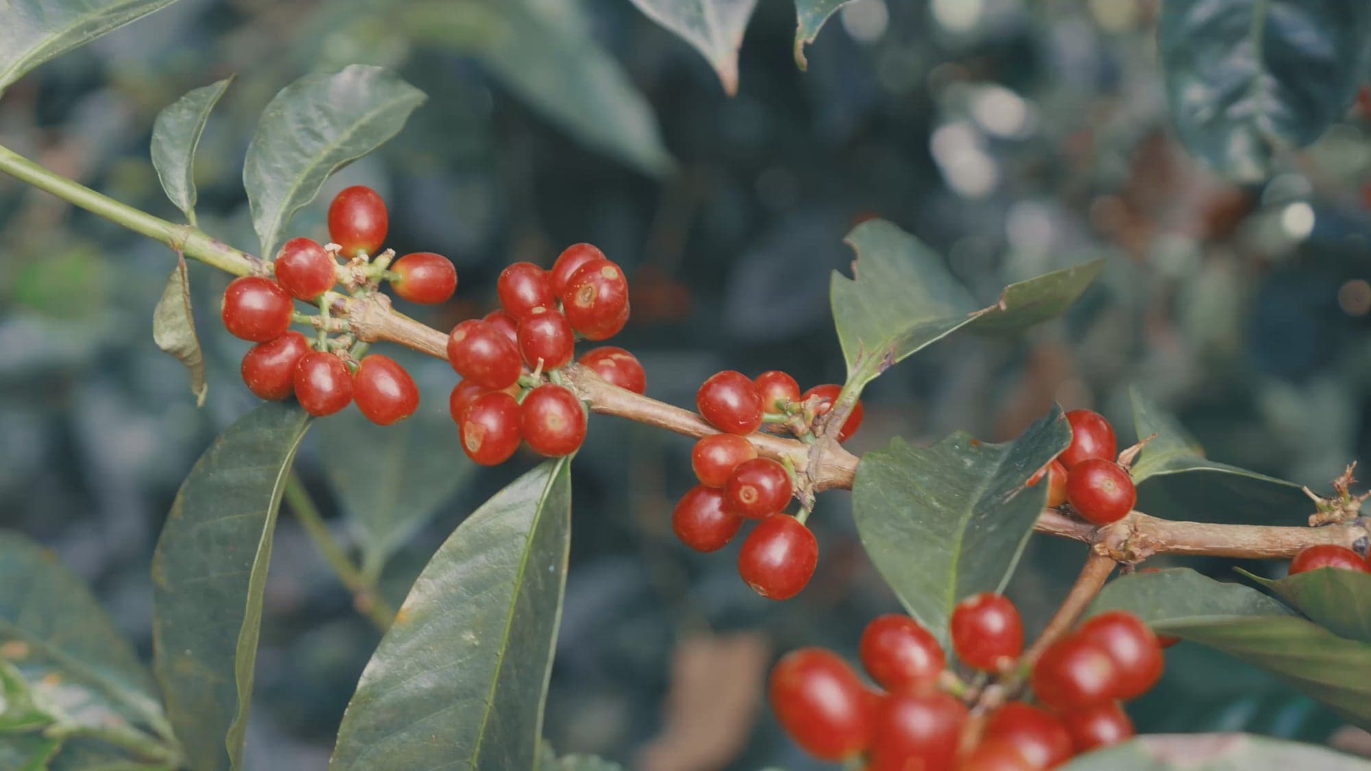 Proud Mary Coffee — ripe coffee cherries on the branch